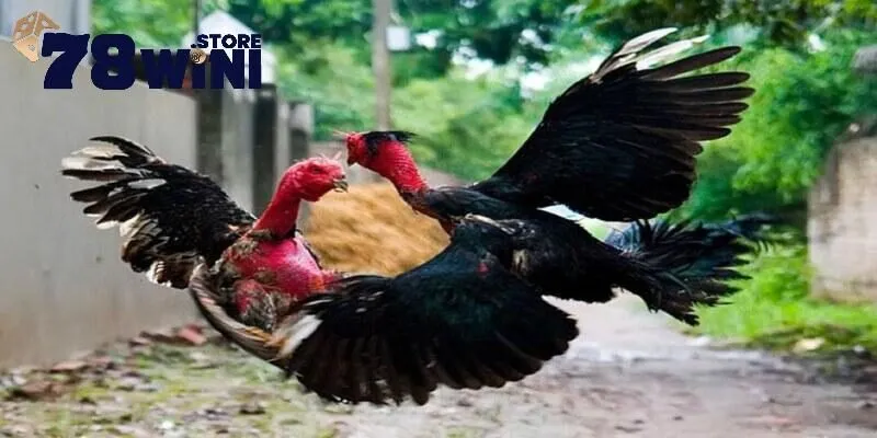 Cách Nhận Biết Gà Đá Hay Của Các Sư Kê Chuyên Nghiệp 2 Các cách nhận biết gà đá hay - Tuyệt chiêu của các sư kê