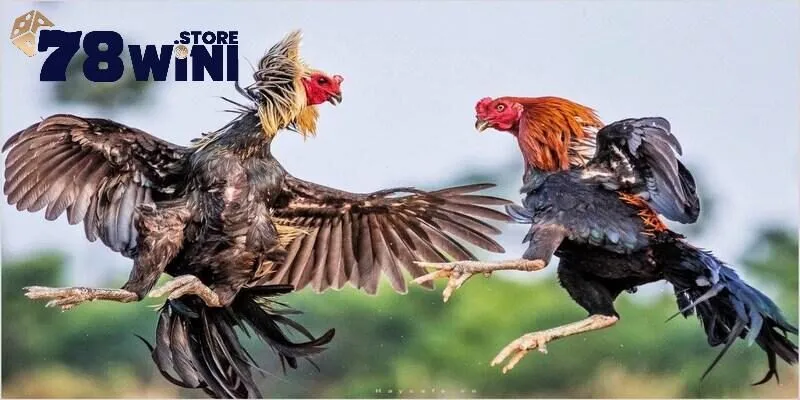 Cách Nhận Biết Gà Đá Hay Của Các Sư Kê Chuyên Nghiệp 4 Lý do nên sở hữu những gà chiến đá hay và chất lượng